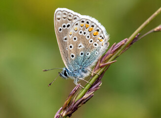 Common Blue Butterfly on a blade of grass 