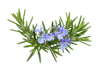 Isolated flowering Rosemary branch with tiny blue blossoms, aromatic perennial shrub herb