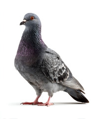 Fototapeta premium A single healthy rock dove pigeon with grey and purple iridescent neck feathers stands on a white background