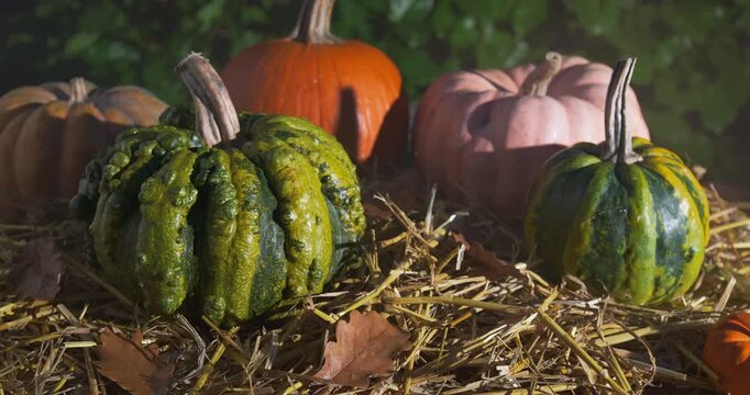 Autumn Pumpkin Decoration at Night &ndash;  Tracking Shot