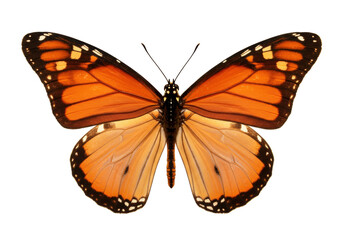 Naklejka premium Isolated Butterfly with open wings, side-by-side symmetrical monarch type, orange and brown wings