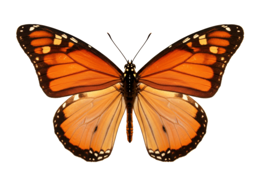 Isolated Butterfly with open wings, side-by-side symmetrical monarch type, orange and brown wings