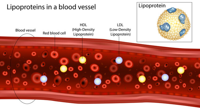 Lipoprotein Transport Inside a Blood Vessel &ndash; HDL and LDL Medical Illustration. Cholesterol Lipoproteins Circulating in the Bloodstream  Scientific Diagram