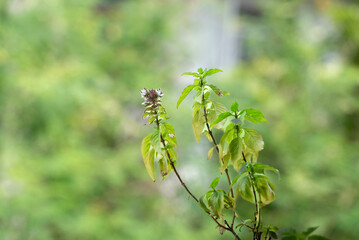 Fresh Thai basil plant in natural garden light