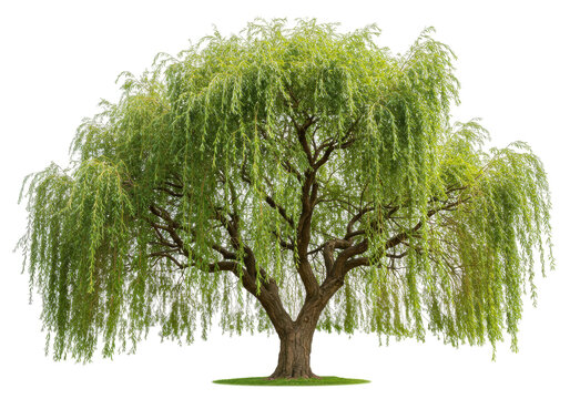Isolated weeping willow tree in full summer foliage on a small patch of grass in nature
