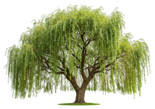Isolated weeping willow tree in full summer foliage on a small patch of grass in nature