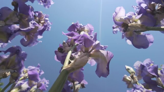 Bottom-up view of long stems of iris flowers against blue sky background with bright ray of sun on sunny day, backlit by sunbeam. View from below of iris flowers swaying in wind against sky. 
