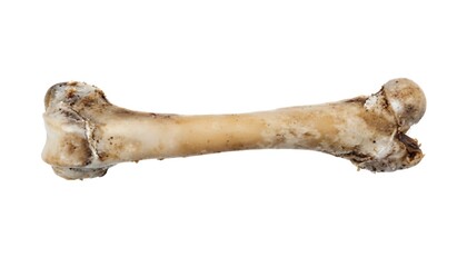 Isolated animal bone on white background for anatomy or paleontology study