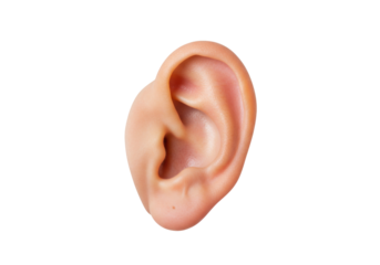 Isolated human ear anatomy and structure to hear sound waves and balance the body