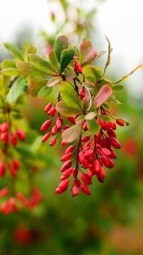 Ripe berberine branch