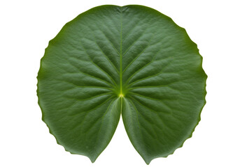 Isolated lily pad with radial venation showing prominent veins and distinct leaf margins