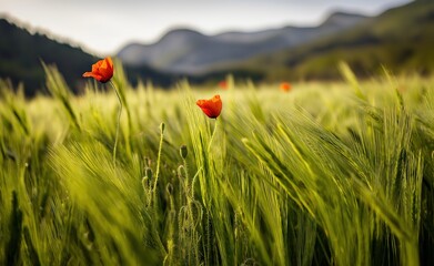 Green wheat field with red poppies in breeze, backdrop of mountains in soft morning light, highlighting natural beauty and rural landscape for outdoor themes.