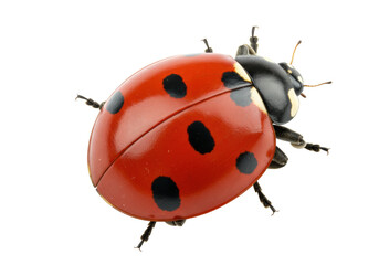 Isolated ladybug with red shell and black spots showing its many legs and antennae, still life