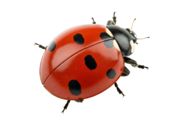 Isolated ladybug with red shell and black spots showing its many legs and antennae, still life