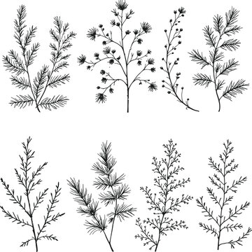 Hand Drawn Winter Greenery Botanical Vector Sketch Set Pine Juniper Cypress Branches Leaf Line Art