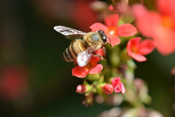 close up apis mellifera bee sipping nectar from a red kalanchoe flower