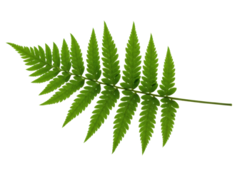 Isolated Fern leaf featuring lush green fronds in vivid detail botany biology study