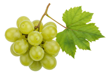Isolated bunch of ripe green grapes with a leaf close-up ready for eating, healthy diet