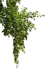 Fototapeta premium Photo of a birch branch on a white background