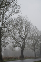 Foggy day in the meadows and between the trees, beautiful natural landscape in the fog.