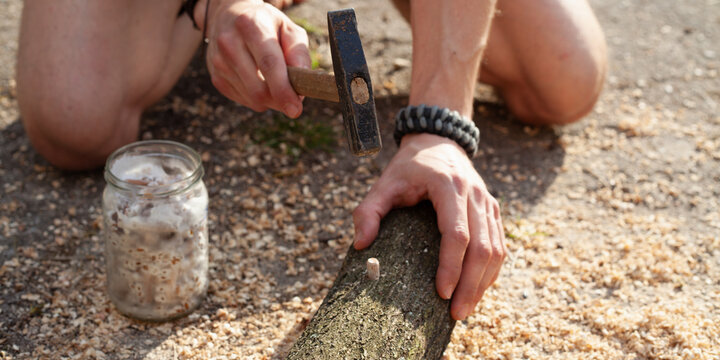 Homegrown edible mushrooms on wooden logs -  inoculating process with plug spawns.