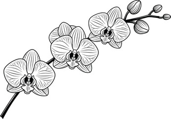 Detailed Black and White Line Art Drawing of an Orchid Branch with Blooms and Buds for Elegant Botanical Design Vector.