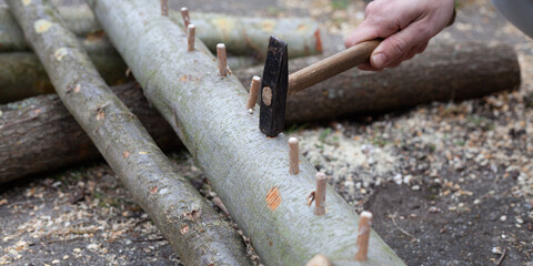 Homegrown edible mushrooms on wooden logs -  inoculating process with plug spawns.