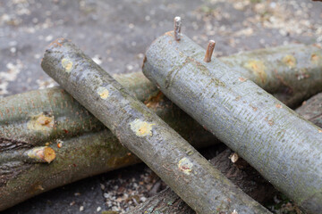 Homegrown edible mushrooms on wooden logs -  inoculating process with plug spawns.