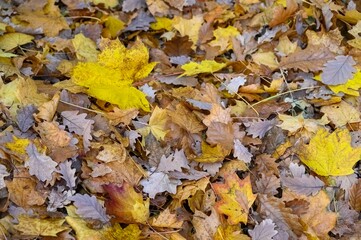 Herbstlaub