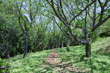 茨城　新緑の公園（十王パノラマ公園）