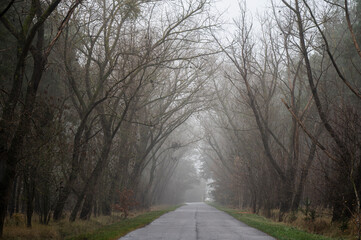 A path through the trees on a foggy day. A misty natural landscape.