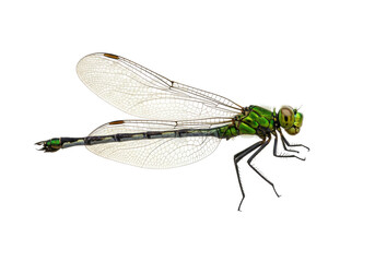 Isolated Green Damselfly Insect Resting with Delicate Wings Spread Wide on Plain Backdrop