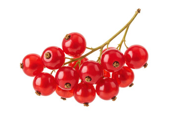 Isolated fresh ripe redcurrant berries with stem ready for juice cooking or making jam