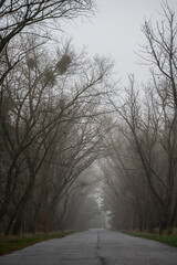 A path through the trees on a foggy day. A misty natural landscape.