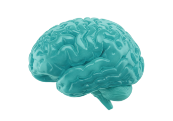Isolated blue cerebral brain organ model, 3D illustration of human anatomy for education