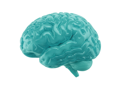 Isolated blue cerebral brain organ model, 3D illustration of human anatomy for education