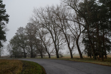 Fototapeta premium A path through the trees on a foggy day. A misty natural landscape.