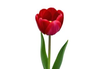 Isolated Vibrant red tulip blossom with petals partly open, a spring botanical beauty