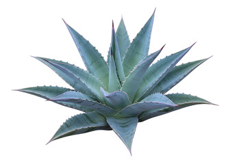 Isolated American agave plant, blue agave, smooth agave, desert plant, succulent plant nature