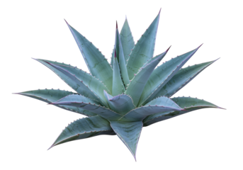 Isolated American agave plant, blue agave, smooth agave, desert plant, succulent plant nature