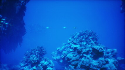 Oceanic explorations reveal a stunning underwater landscape rich with diverse coral formations and the tranquility of marine life swimming gracefully in the deep blue sea.