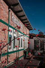 Close-up of vibrant red rose hips on a bush, with a historic brick and timber-framed restaurant building partially visible in the blurred background.