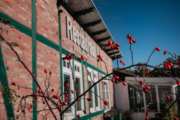 Close-up of vibrant red rose hips on a bush, with a historic brick and timber-framed restaurant building partially visible in the blurred background.