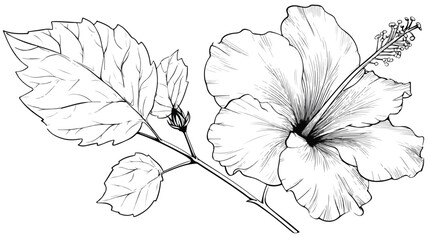 Fototapeta premium Vibrant Hibiscus Flower and Wild Leaf Coloring Page Vector