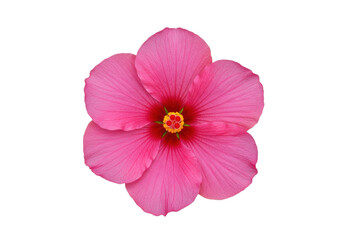 Naklejka premium Isolated, vibrant pink hibiscus flower with detailed petals and rich colors in full bloom