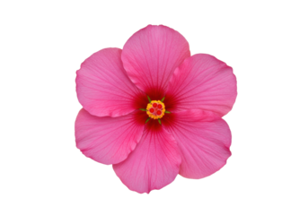 Isolated, vibrant pink hibiscus flower with detailed petals and rich colors in full bloom