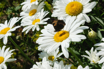 Small Tortoiseshell butterfly (Aglais urticae) sitting on white daisy flower