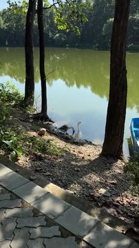 lake in the forest with two ducks playing around 1080p 60fps clean unique and latest video