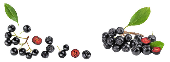 Chokeberry with leaf isolated on white background. Black aronia. Top view with copy space for your text. Flat lay