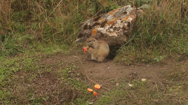 Small brown gopher sits near a rock, nibbling on a piece of orange food. The surrounding area is grassy and natural, creating a serene outdoor scene.
